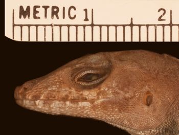 Media type: image;   Herpetology R-179367